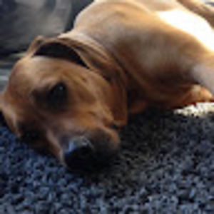 Meet your Posher, Millie